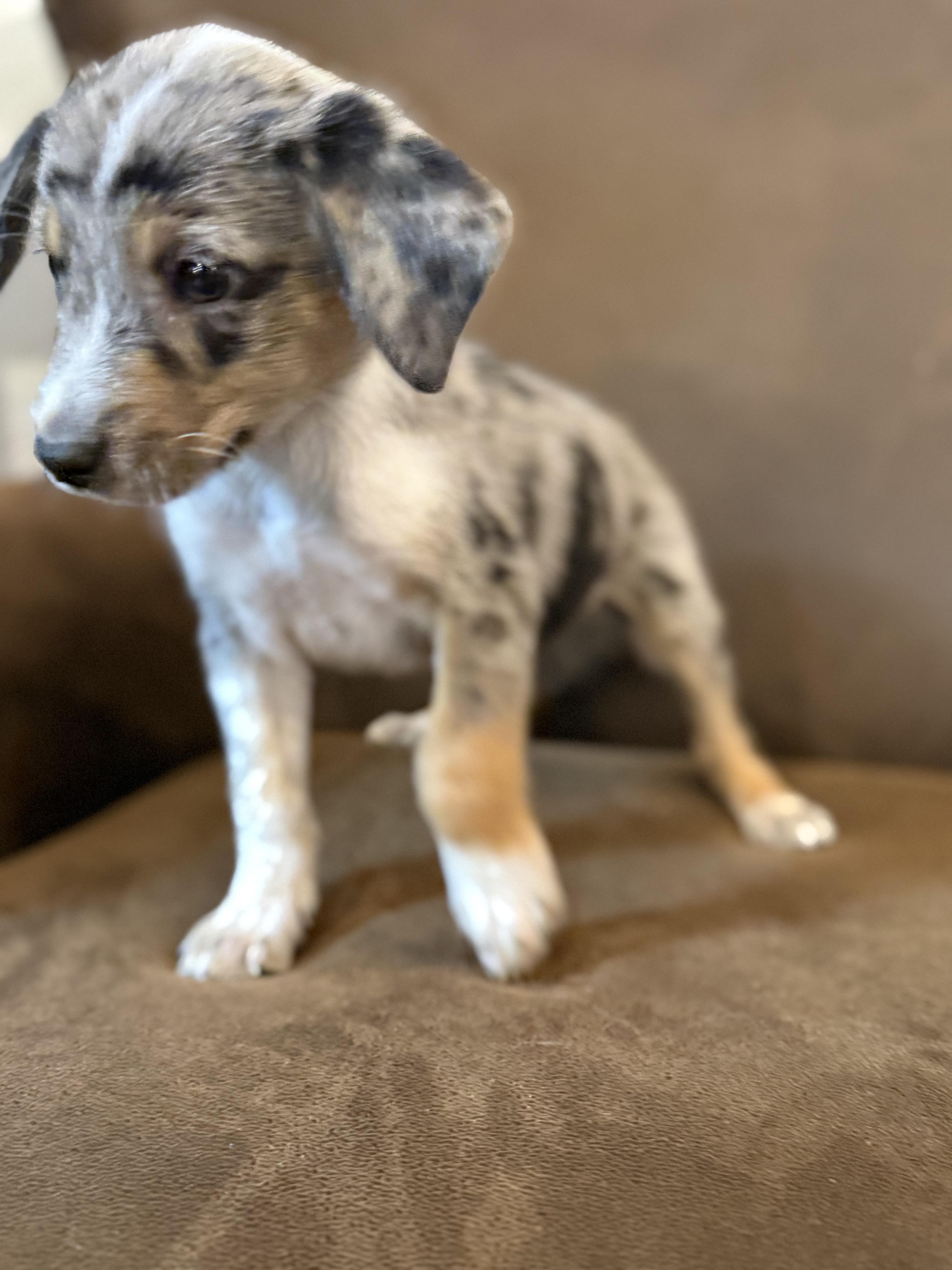 Enlarge Cade, a ADOPTABLE mixed breed in Hales corners, WI image 2/3