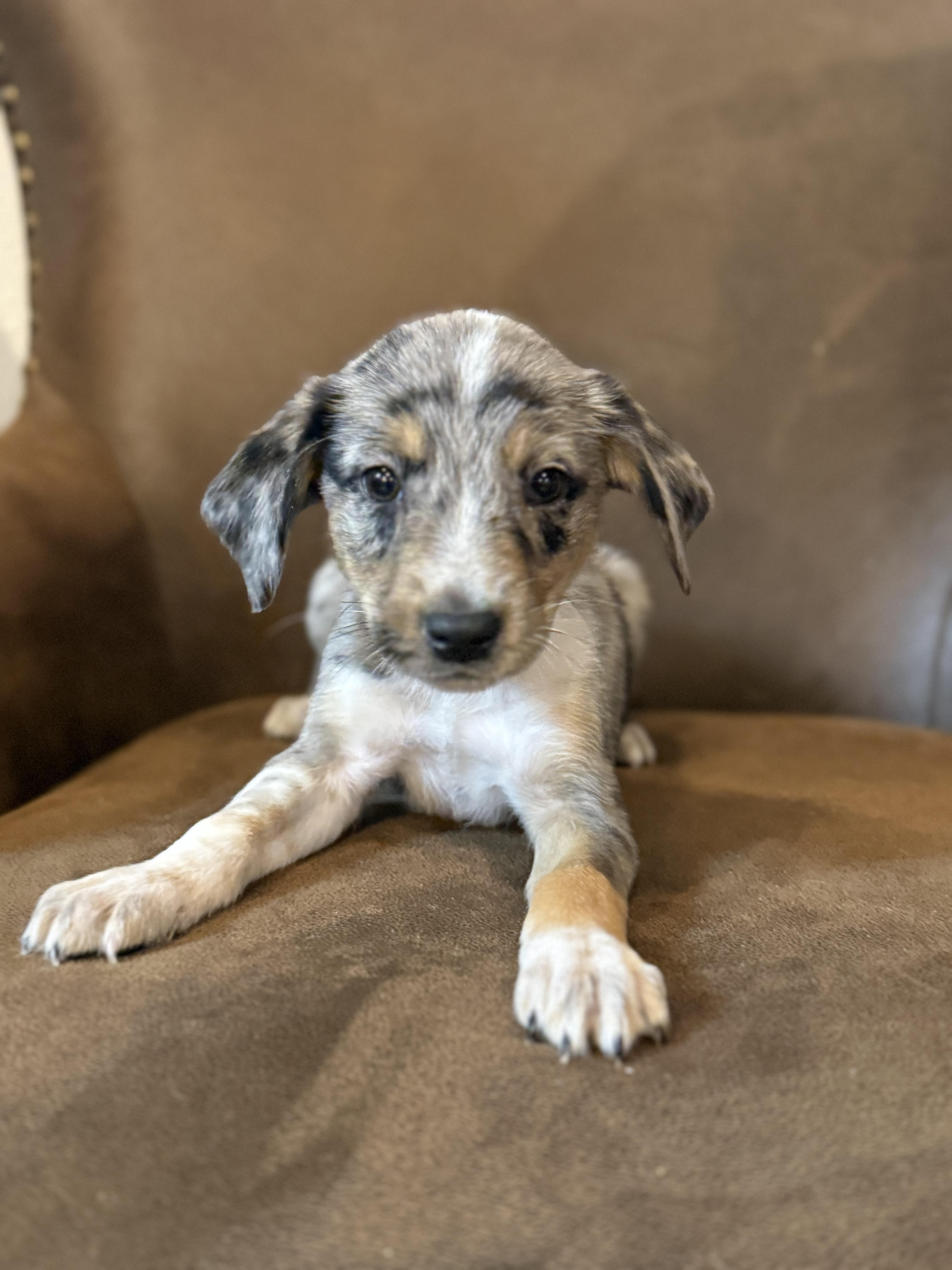 Enlarge Cade, a ADOPTABLE mixed breed in Hales corners, WI image 3/3