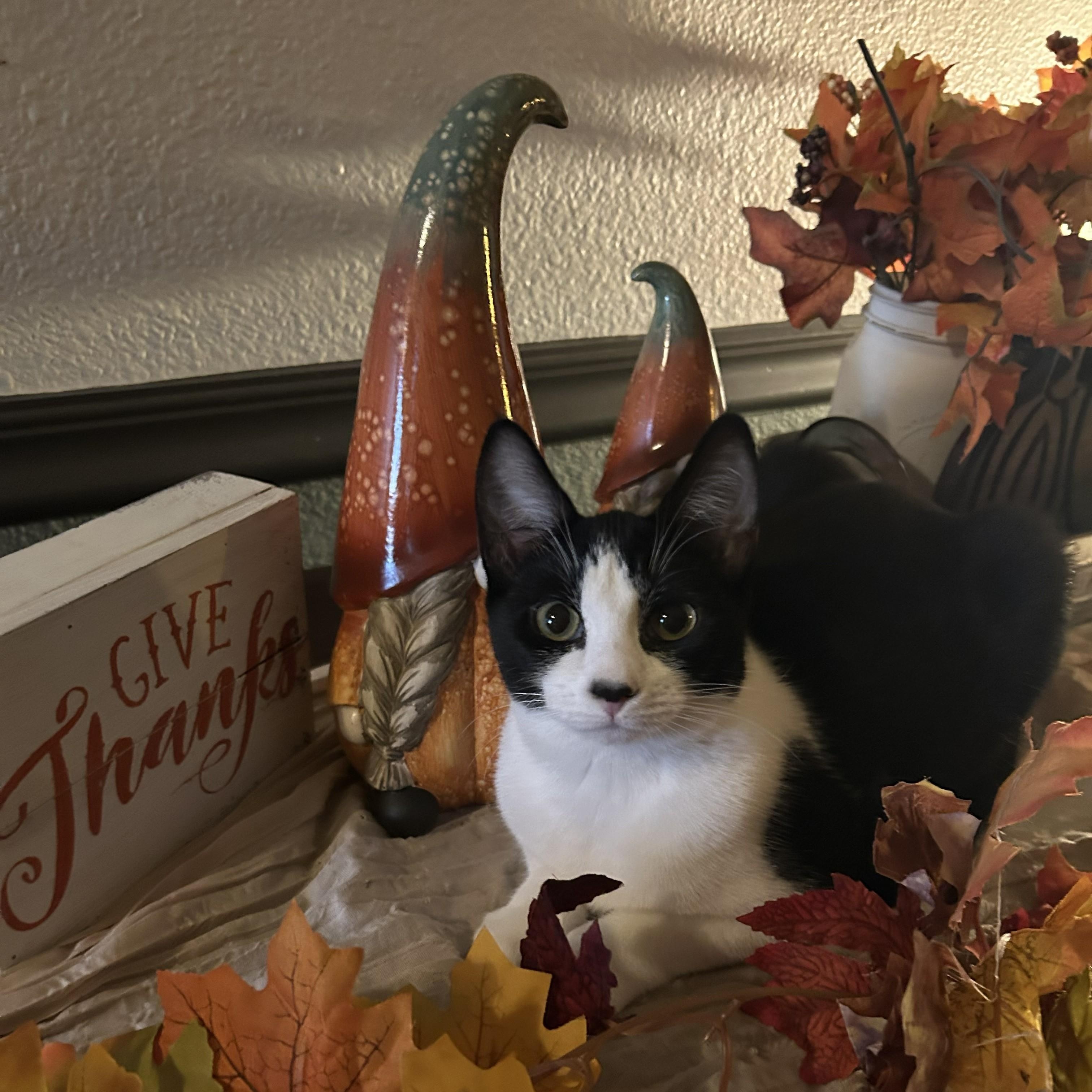 Oreo (with Cookies & Cream)