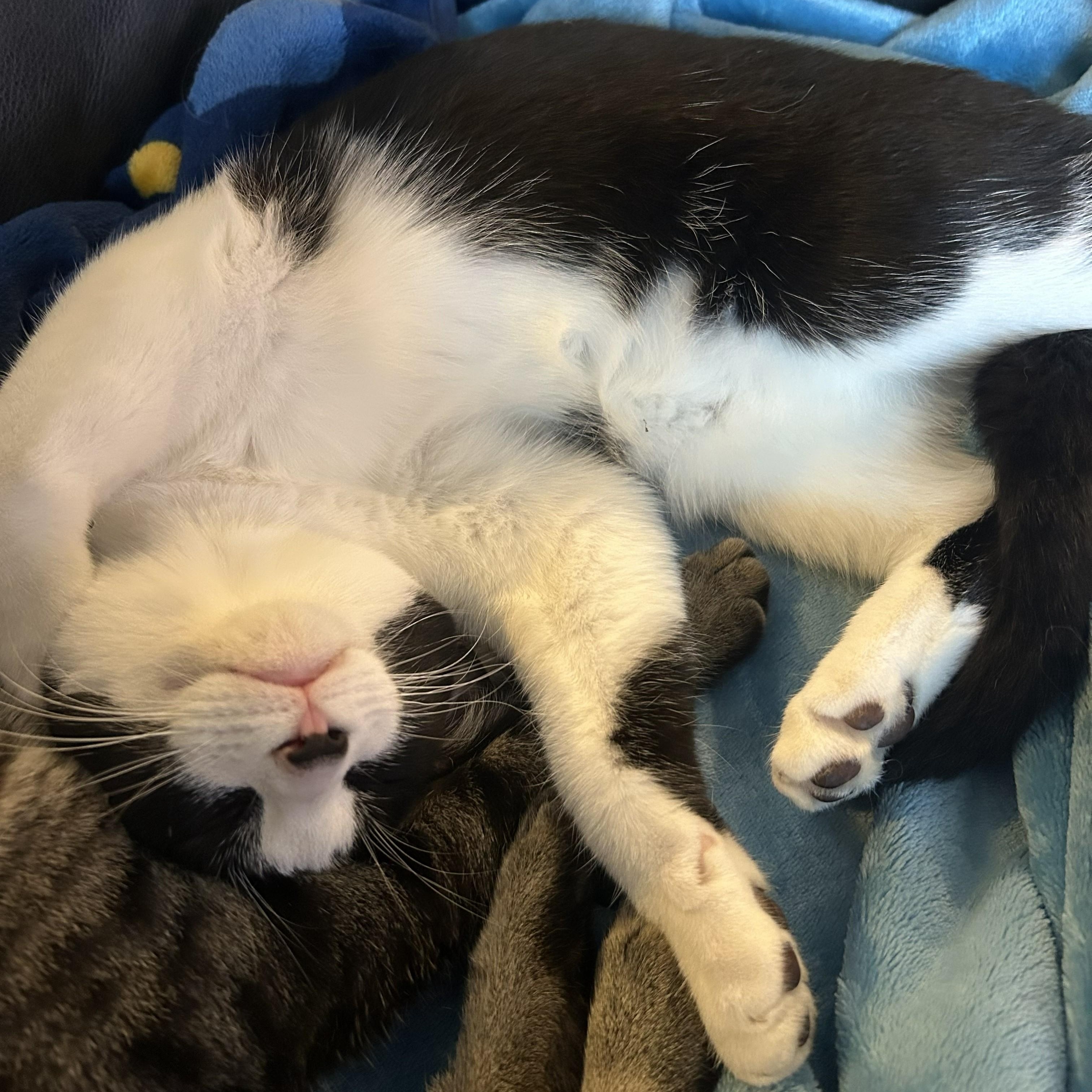 Oreo (with Cookies & Cream)