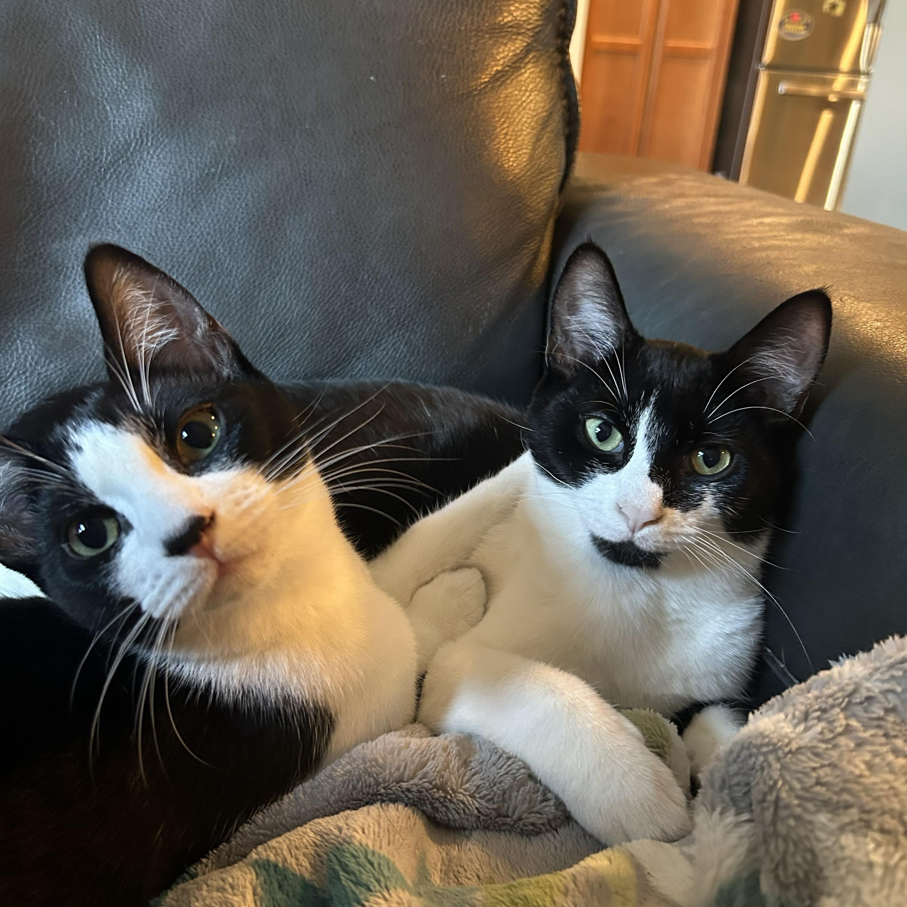 Oreo (with Cookies & Cream)