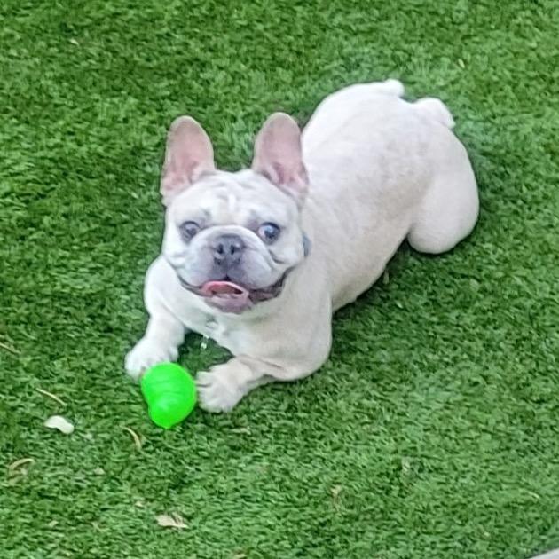 Quincy, Adoptable, Adult Male French Bulldog.