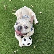 Enlarge Quincy, a Adoptable French Bulldog in Houston, TX image 2/3