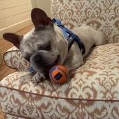 Enlarge Quincy, a Adoptable French Bulldog in Houston, TX image 3/3