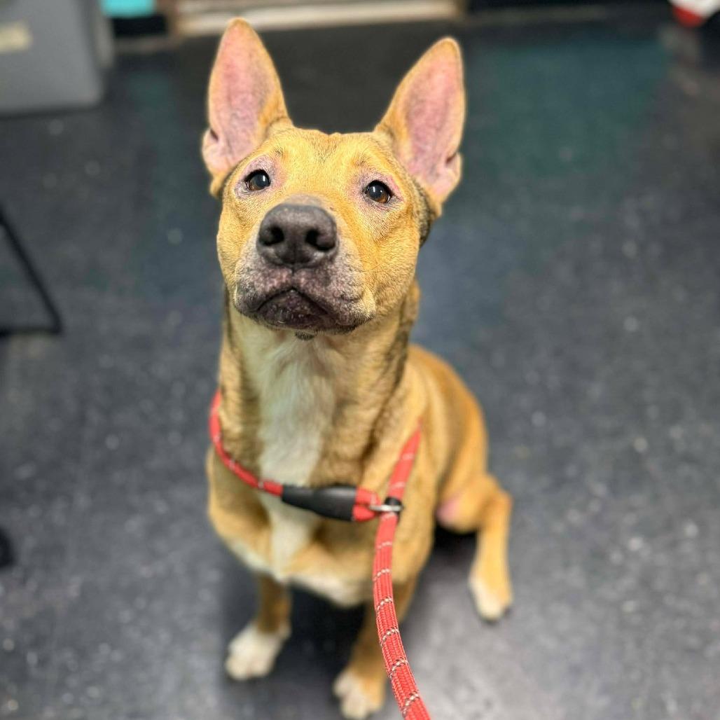 Enlarge Delilah, a Adoptable German Shepherd Dog in Fairmont, WV image 1/1