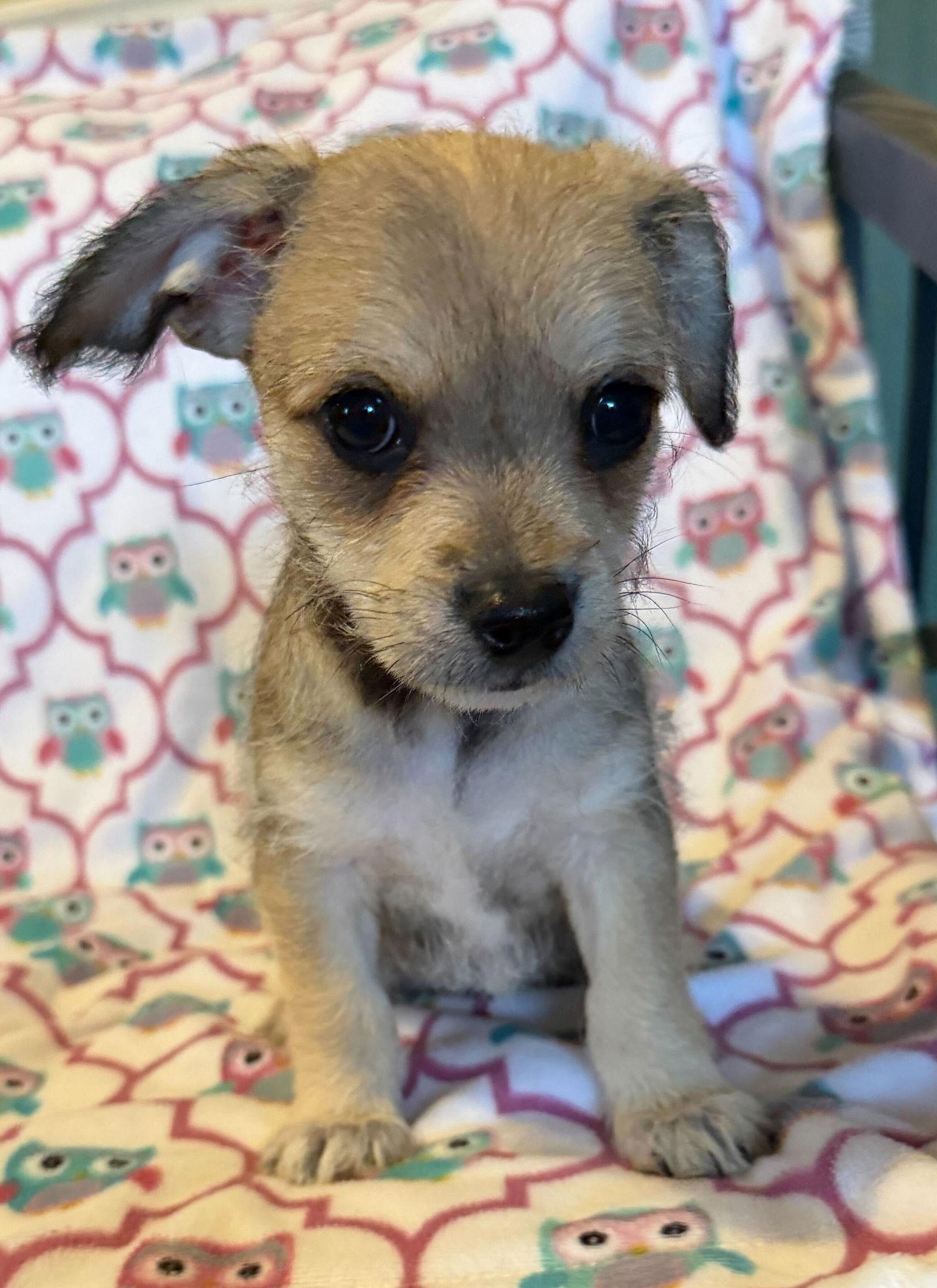 Xavier - a Lucy pup, Adoptable, Puppy Male Chihuahua.