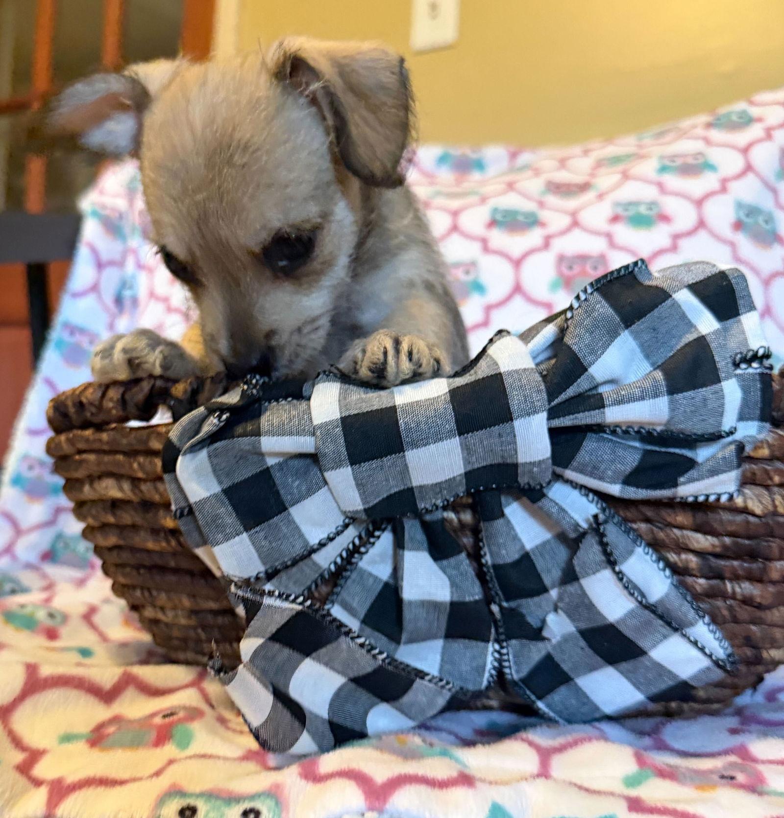 Enlarge Xavier - a Lucy pup, a Adoptable mixed breed in Pacolet, SC image 2/3