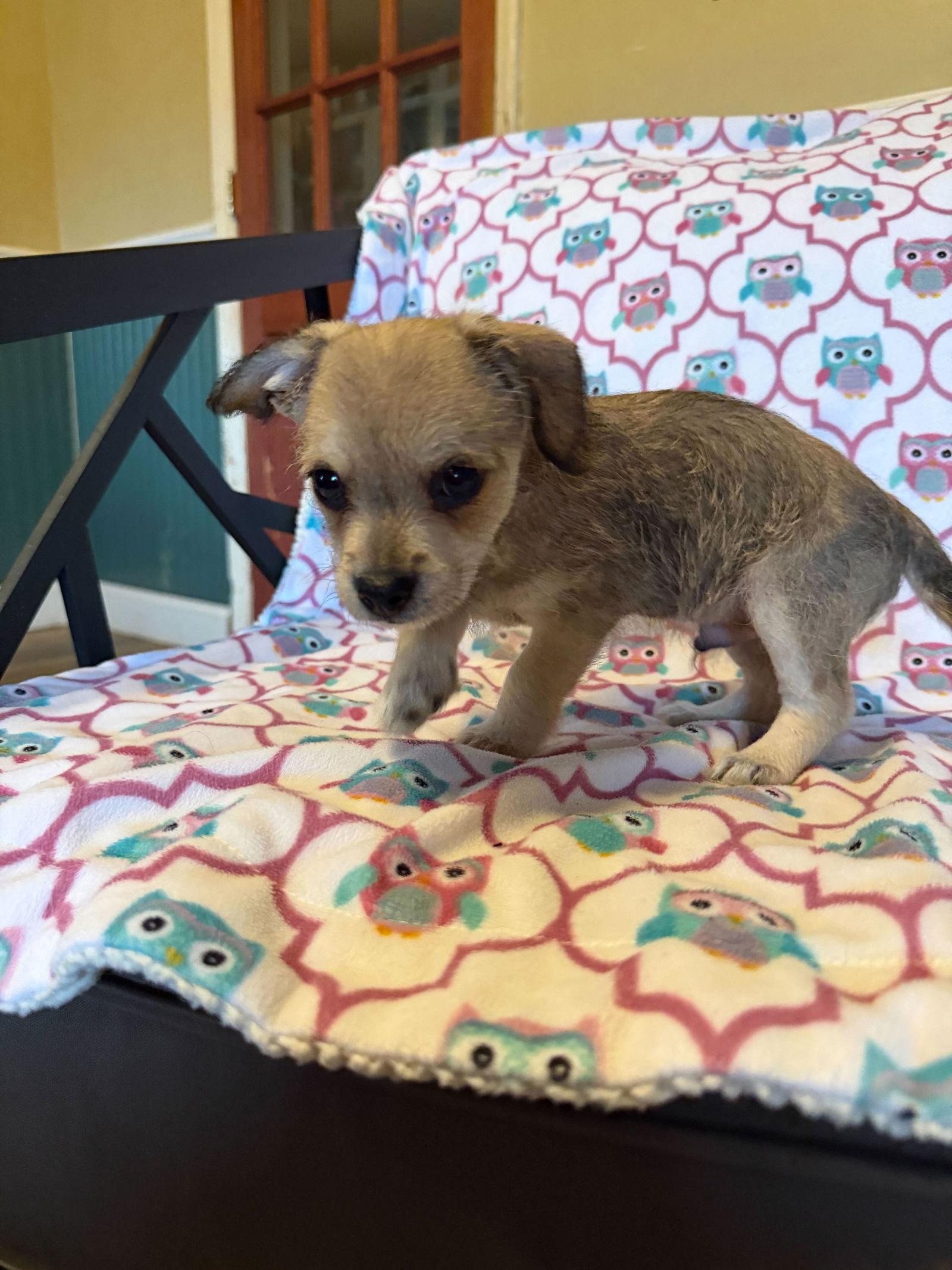 Enlarge Xavier - a Lucy pup, a Adoptable mixed breed in Pacolet, SC image 3/3