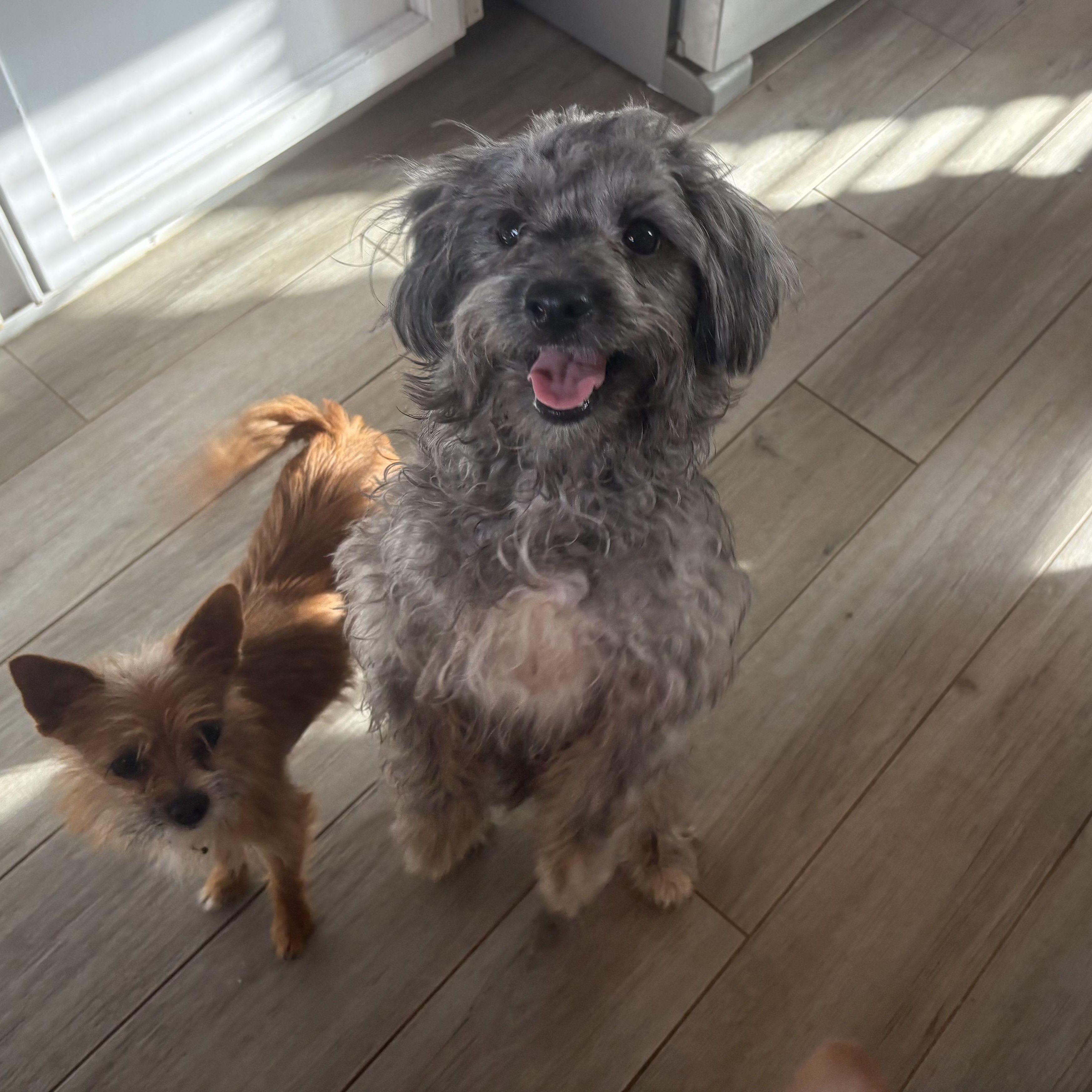 Enlarge Olivia, a Adoptable mixed breed in Reedley, CA image 2/5