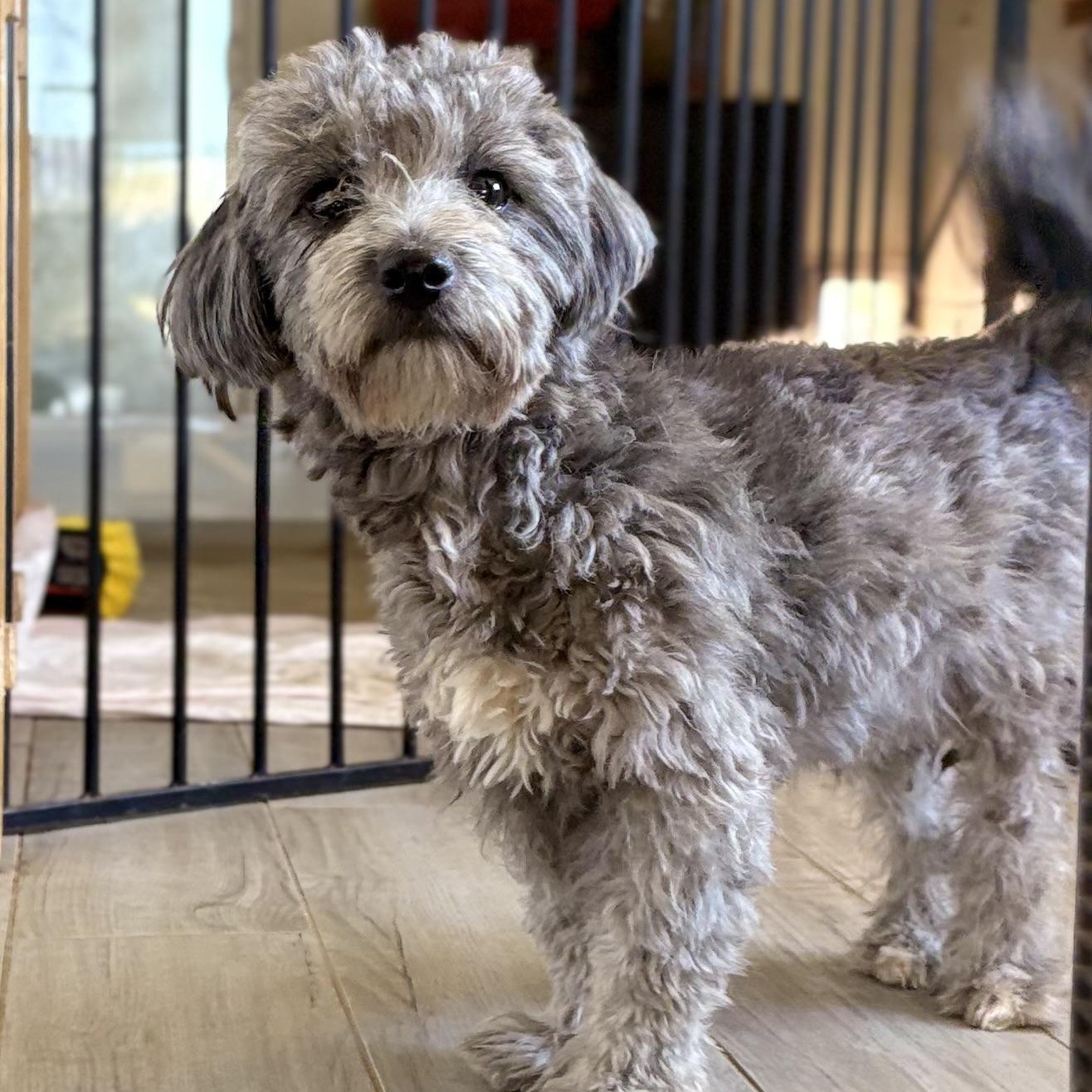 Enlarge Olivia, a Adoptable mixed breed in Reedley, CA image 1/5