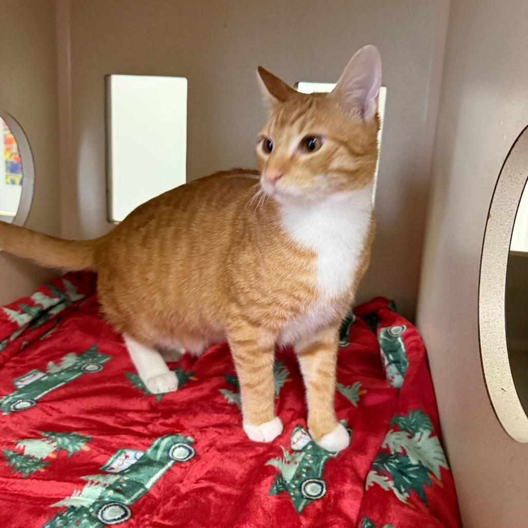 Brody, Adoptable, Young Male Domestic Short Hair.