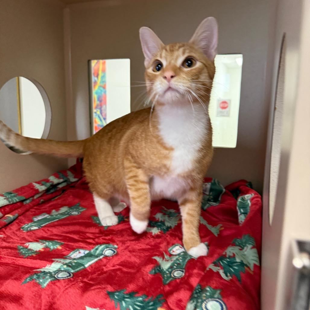 Enlarge Brody, a Adoptable Domestic Short Hair in Houston, TX image 2/6