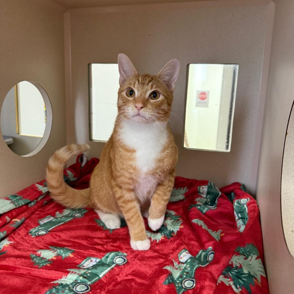 Enlarge Brody, a Adoptable Domestic Short Hair in Houston, TX image 3/6