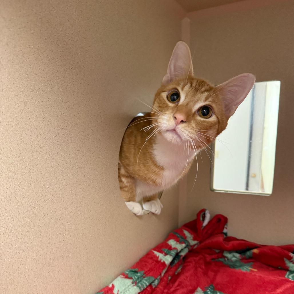 Enlarge Brody, a Adoptable Domestic Short Hair in Houston, TX image 5/6