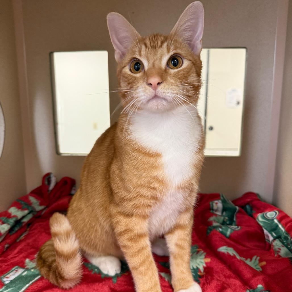 Enlarge Brody, a Adoptable Domestic Short Hair in Houston, TX image 6/6