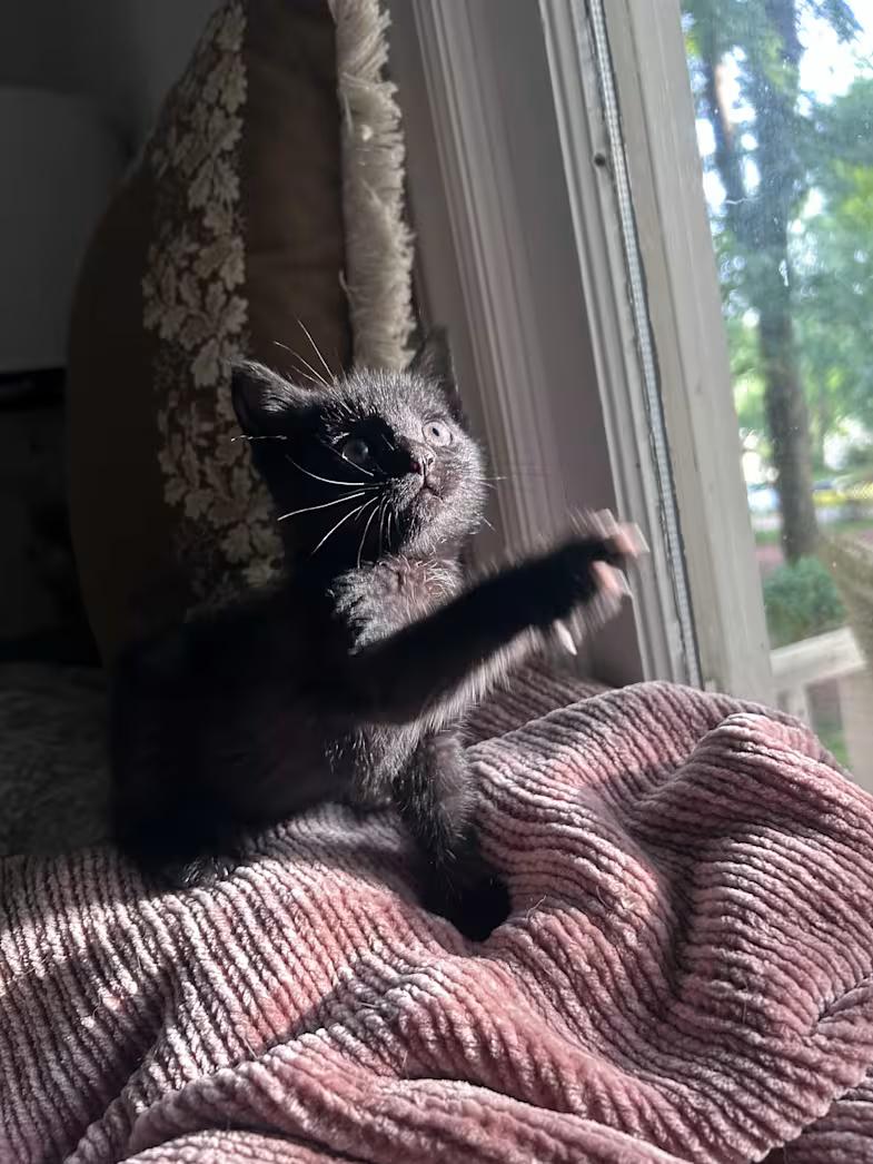 Tala, a ADOPTABLE Domestic Short Hair in Greensboro, NC image 2/4