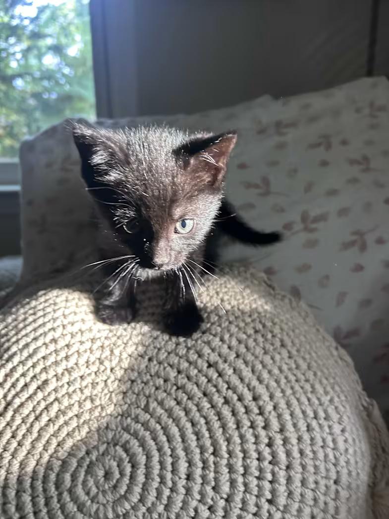 Tala, ADOPTABLE, Kitten Female Domestic Short Hair.