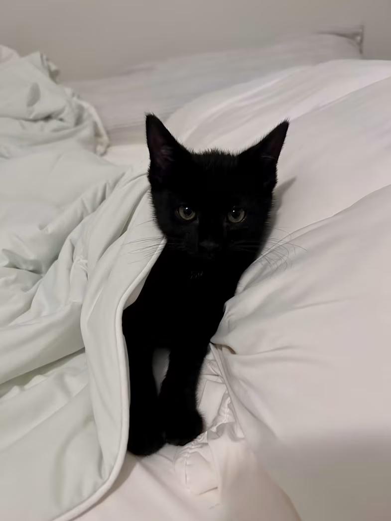 Tala, a ADOPTABLE Domestic Short Hair in Greensboro, NC image 3/4
