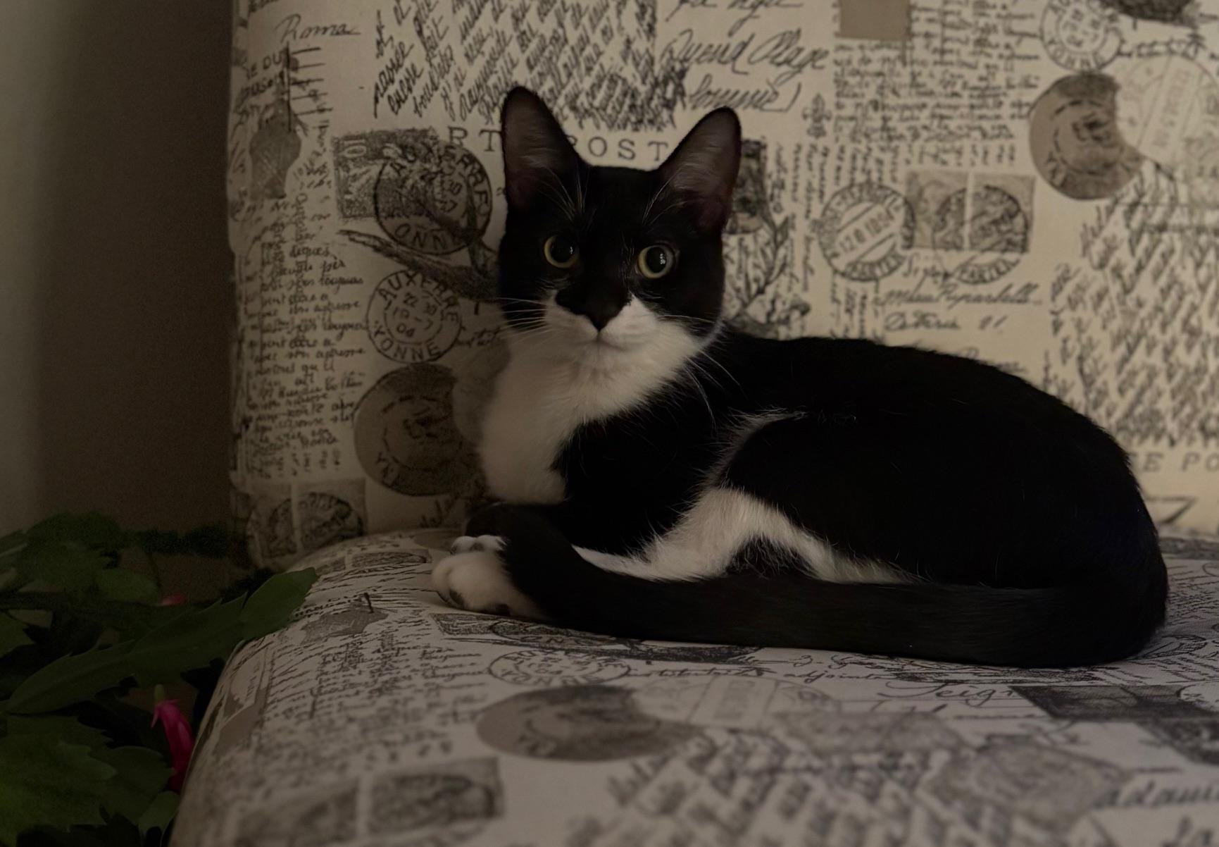 Enlarge Daphne, a ADOPTABLE Domestic Short Hair in Melrose, MA image 2/5