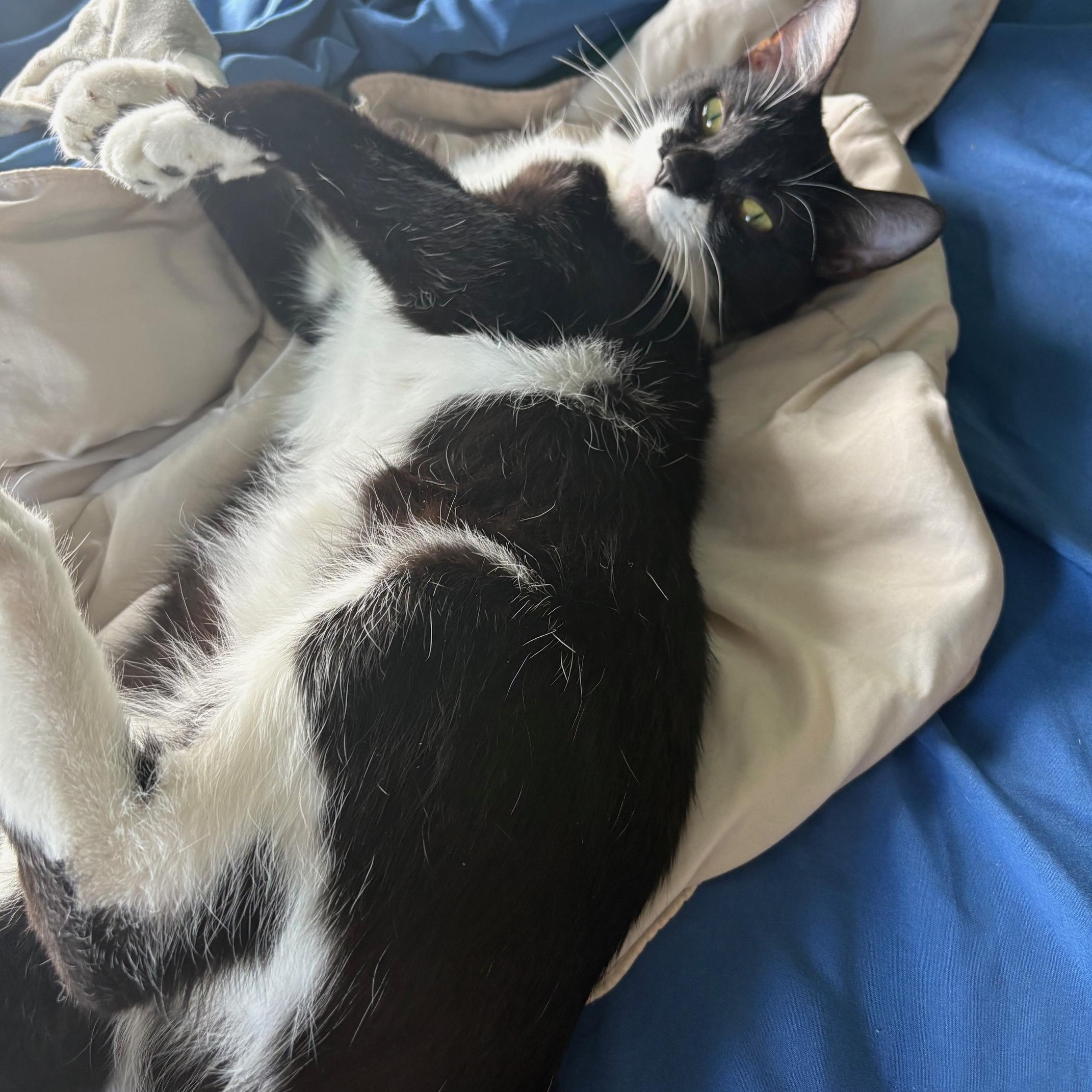 Daphne, ADOPTABLE, Kitten Female Domestic Short Hair.