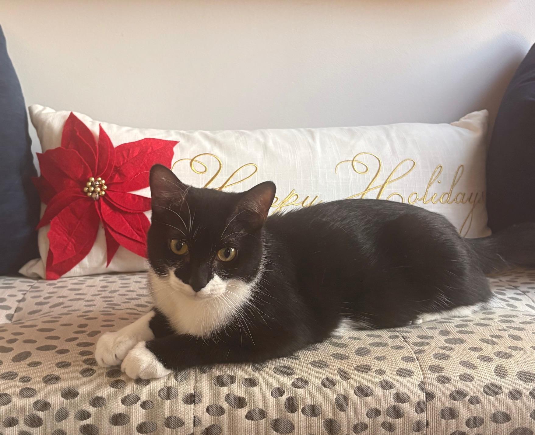 Enlarge Daphne, a ADOPTABLE Domestic Short Hair in Melrose, MA image 3/5