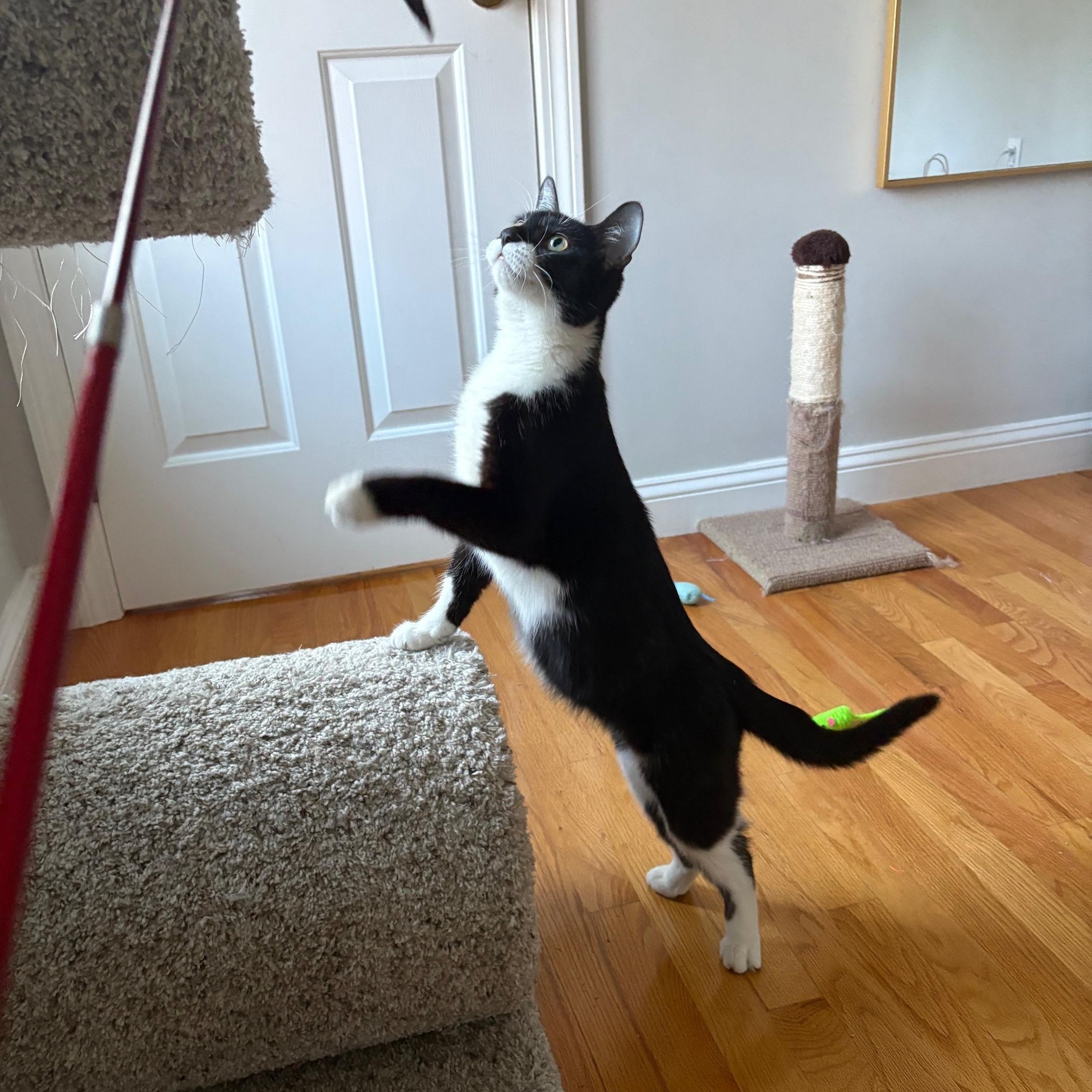 Enlarge Daphne, a ADOPTABLE Domestic Short Hair in Melrose, MA image 4/5