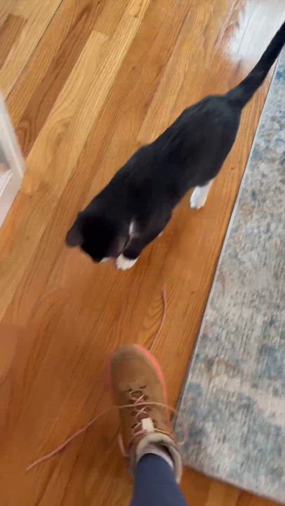 Enlarge Daphne, a ADOPTABLE Domestic Short Hair in Melrose, MA video 5/5