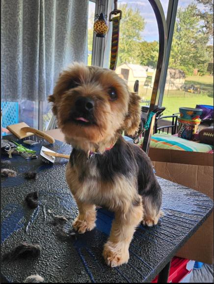 Hans, ADOPTABLE, Young Male Yorkshire Terrier.