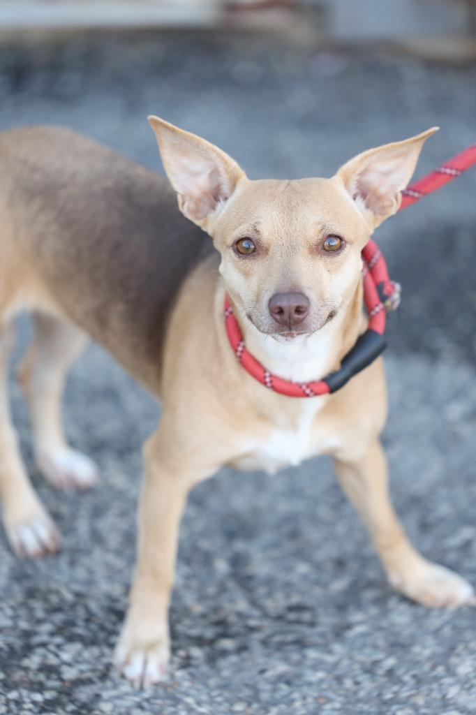 Enlarge Sweetie, a Adoptable mixed breed in Dyersburg, TN image 1/3