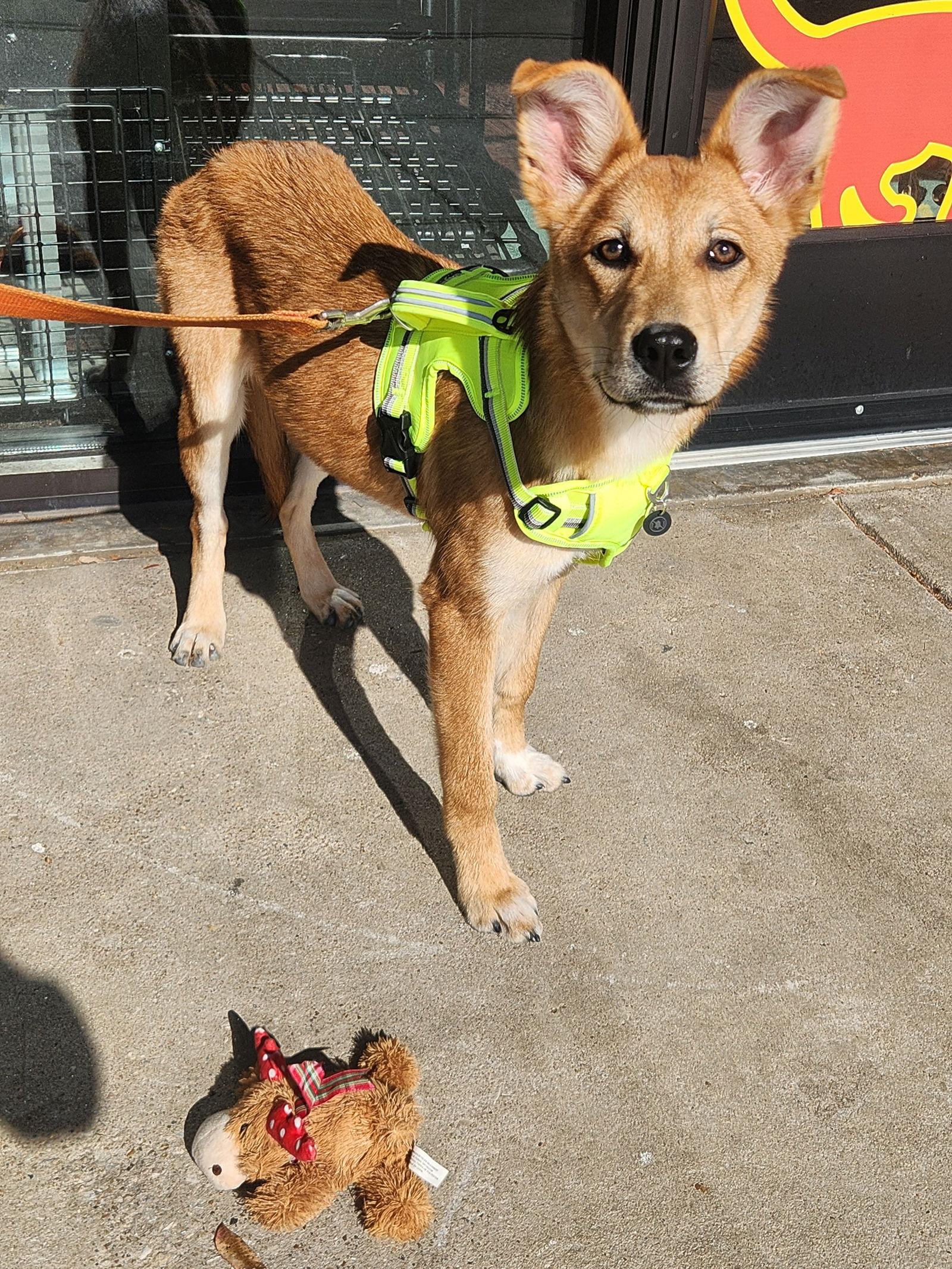 Enlarge Daisy, a Adoptable Mixed Breed in Dallas, TX image 2/2