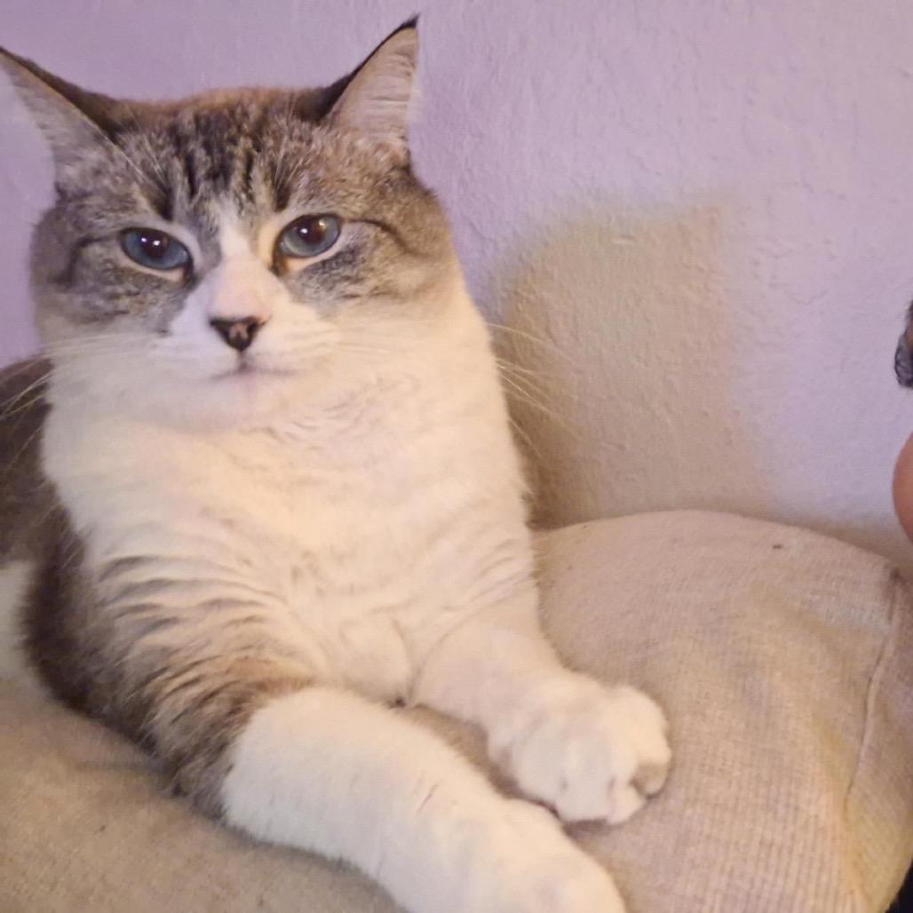 Luna, Adoptable, Adult Female Siamese.