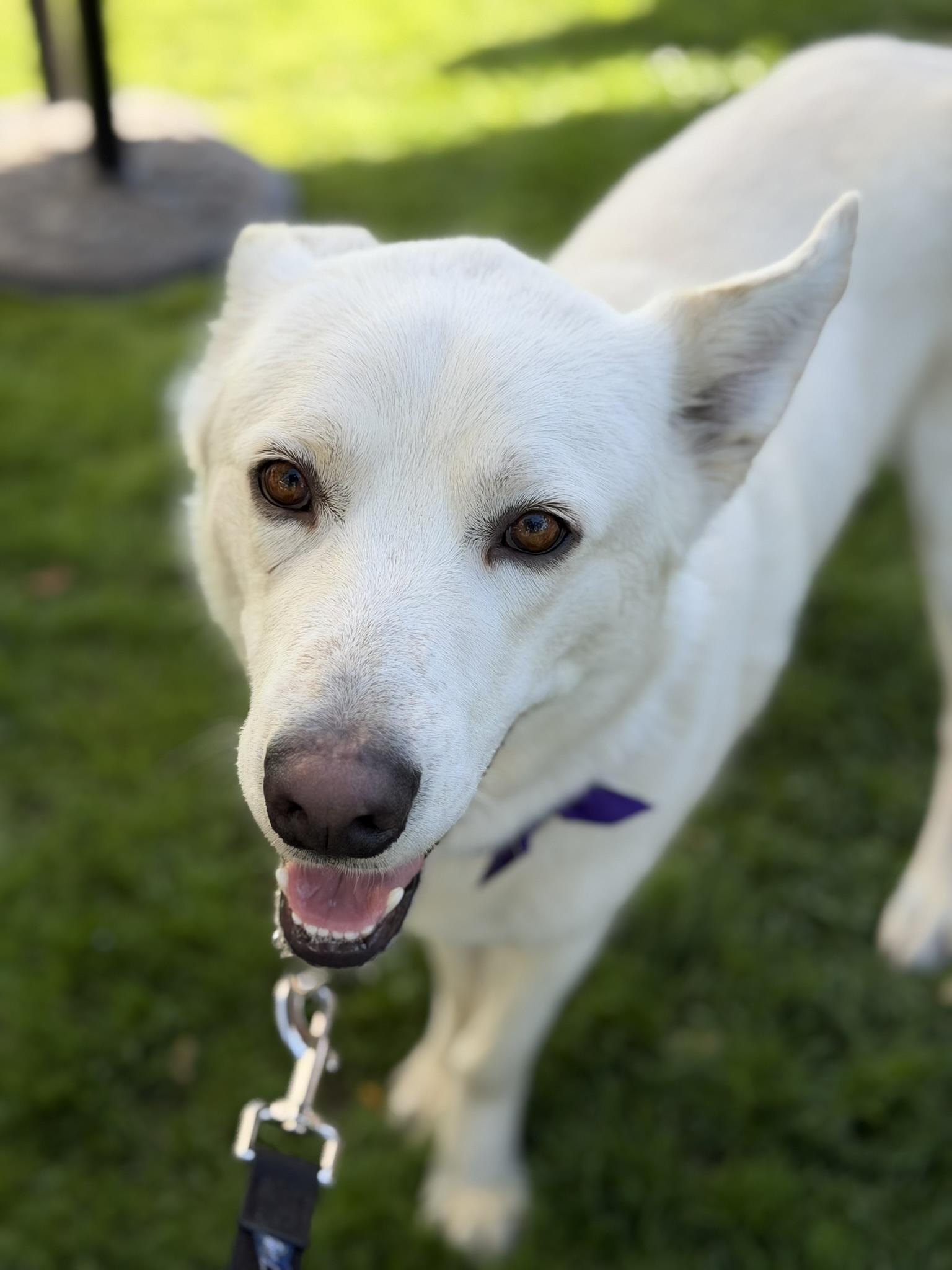 Enlarge Karl, a Adopted mixed breed in Coachella, CA image 1/1