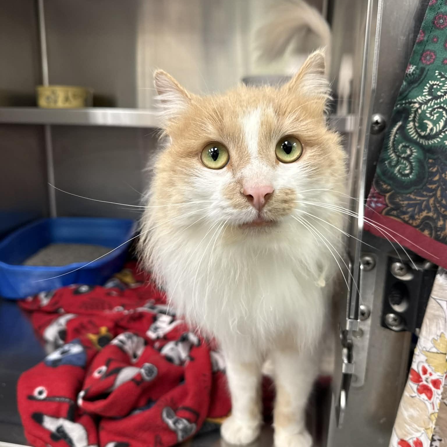 Enlarge Francois, an adopted Domestic Long Hair in Martinsville, IN image 2/2