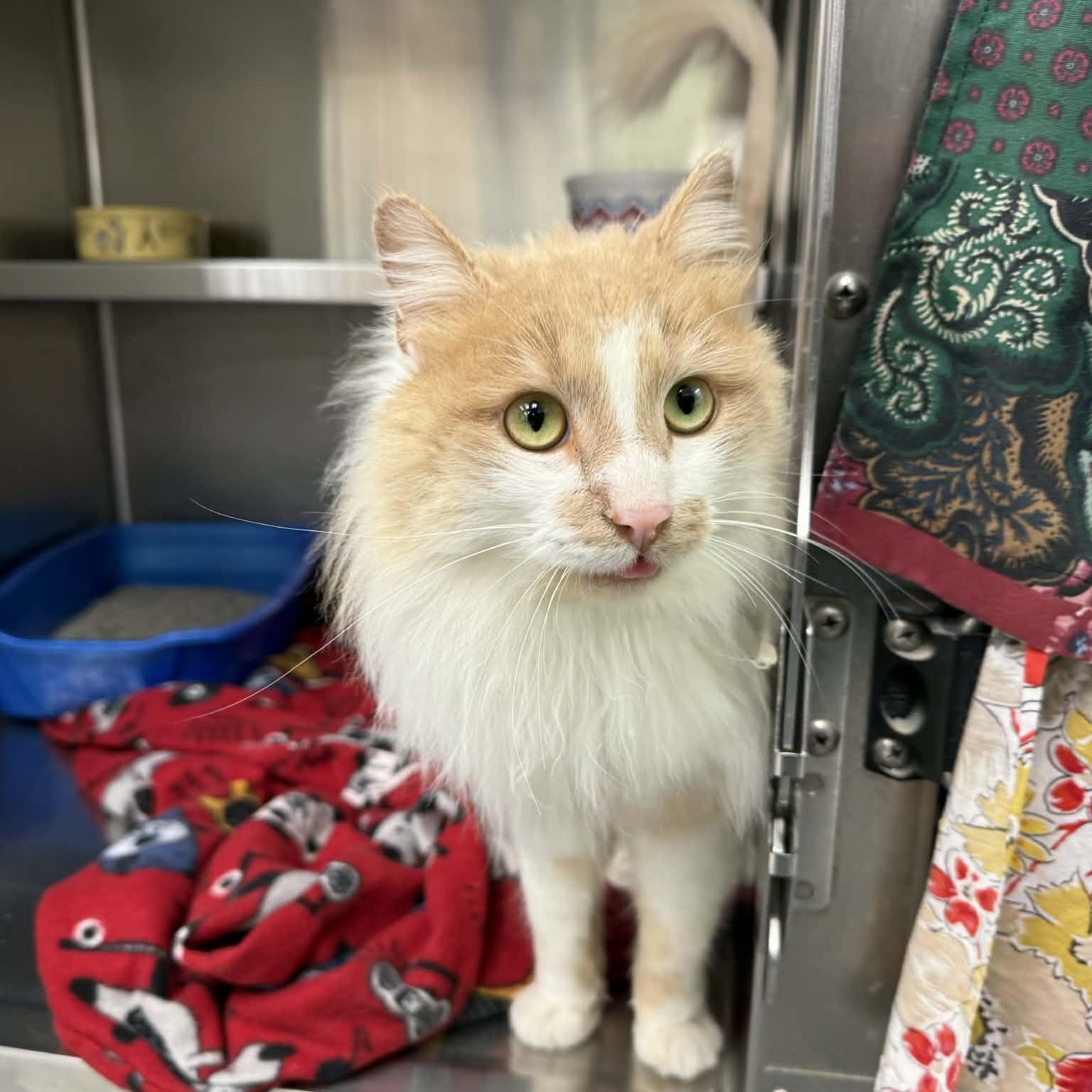 Enlarge Francois, an adopted Domestic Long Hair in Martinsville, IN image 1/2