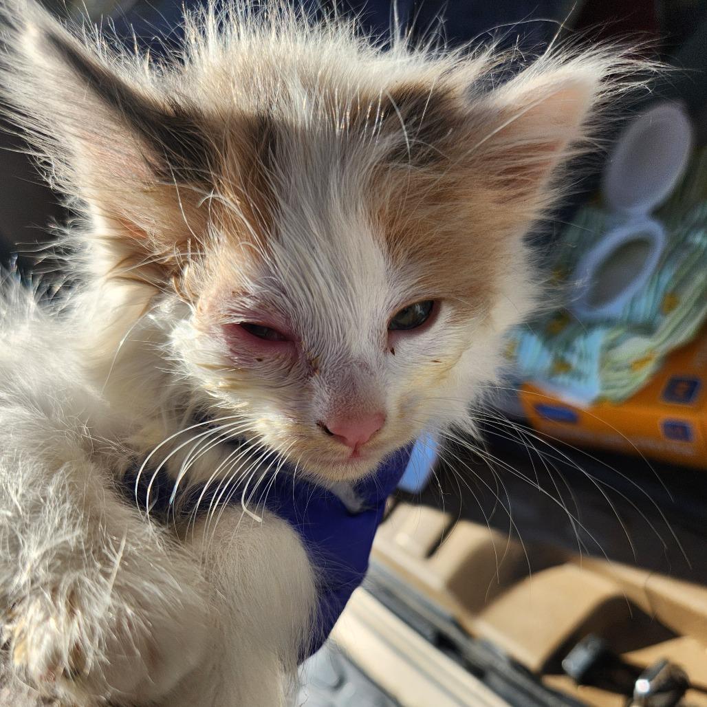 Maple, Adoptable, Kitten Female Domestic Long Hair.