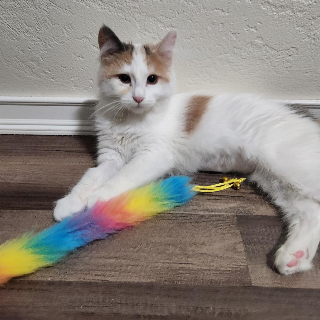 Maple, a Adoptable Domestic Long Hair in Talent, OR image 1/4