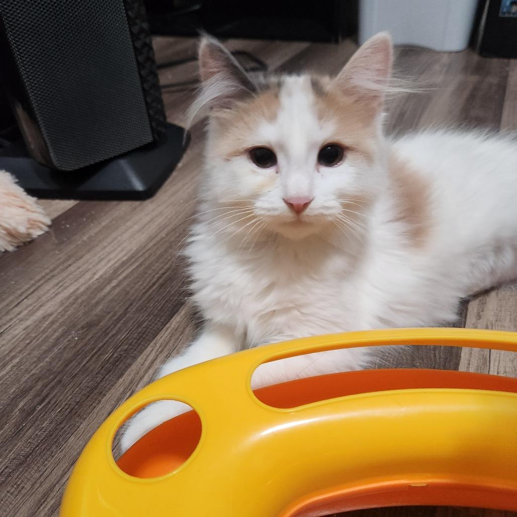 Maple, a Adoptable Domestic Long Hair in Talent, OR image 2/4