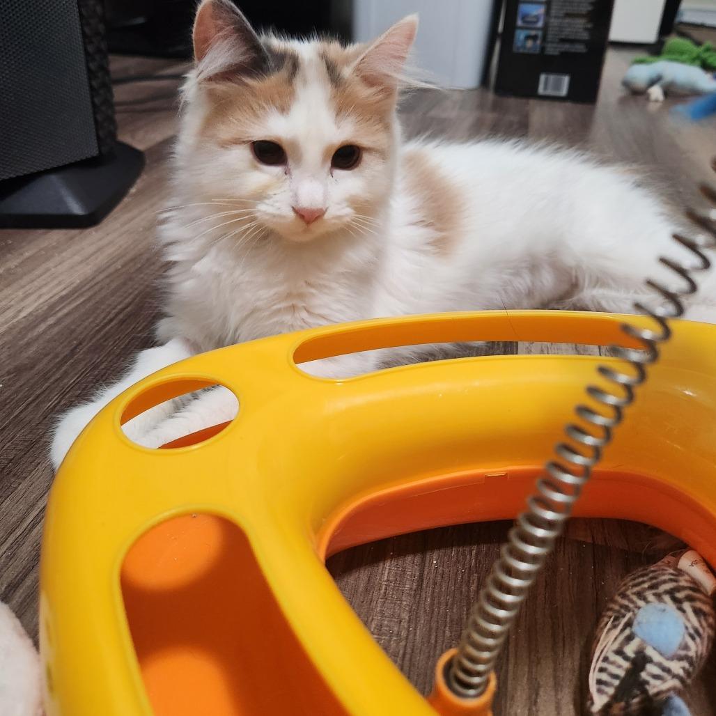 Maple, a Adoptable Domestic Long Hair in Talent, OR image 3/4