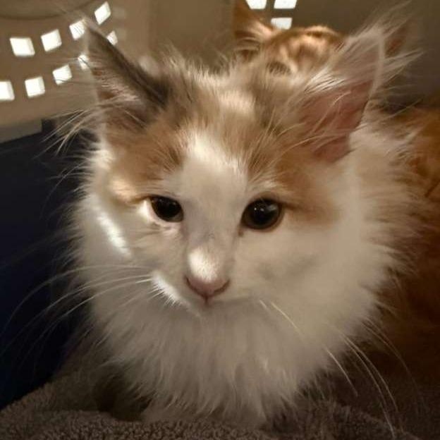 Maple, a Adoptable Domestic Long Hair in Talent, OR image 4/4