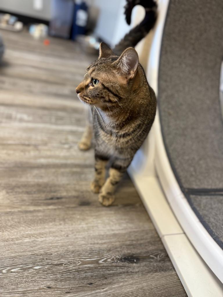 Venus, Adoptable, Young Female Domestic Short Hair.