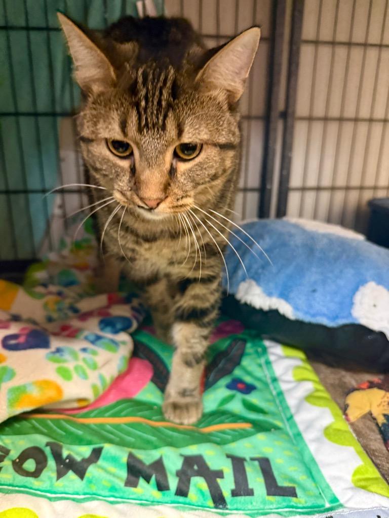 Enlarge Venus, a Adoptable mixed breed in Algona, IA image 2/4