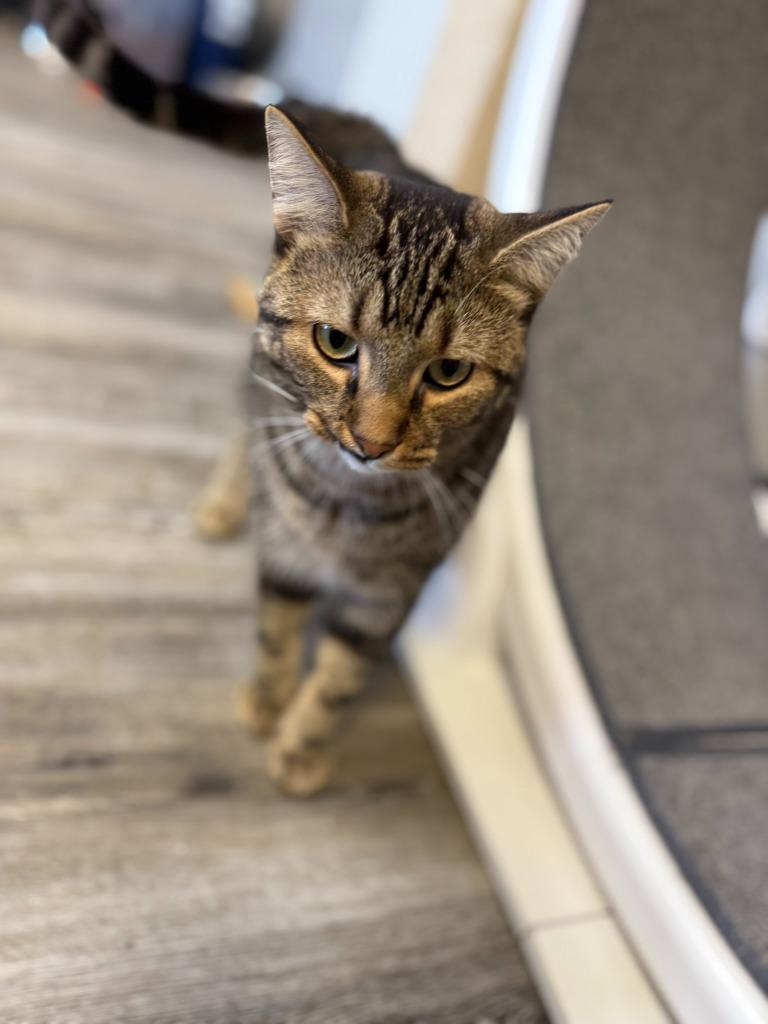 Enlarge Venus, a Adoptable mixed breed in Algona, IA image 1/4