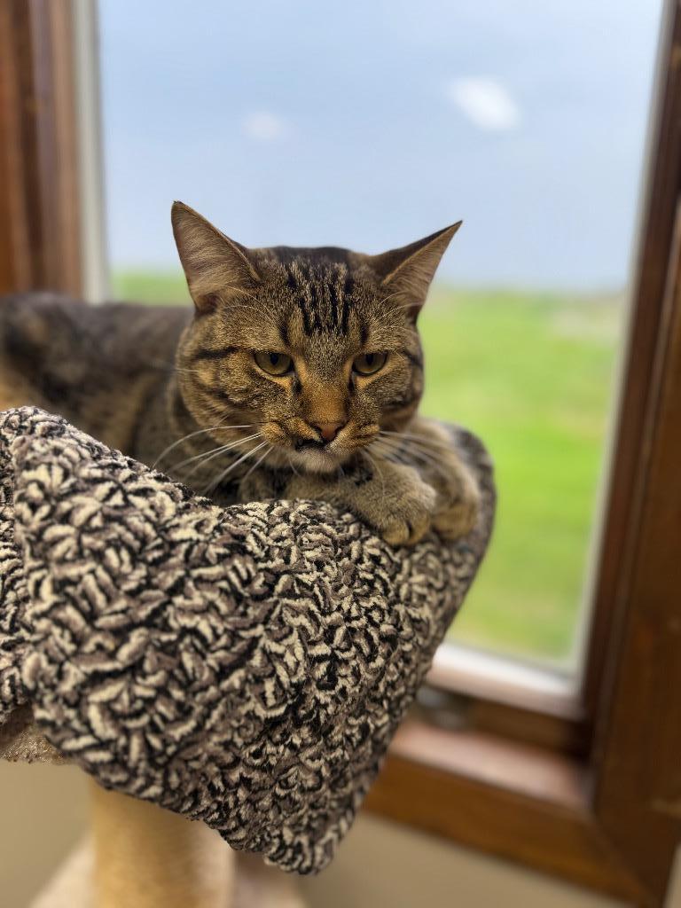 Enlarge Venus, a Adoptable mixed breed in Algona, IA image 4/4