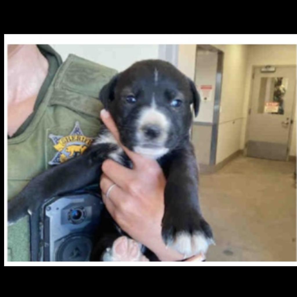 Enlarge Jazz (formerly Timora), a Adoptable mixed breed in Reno, NV image 1/6