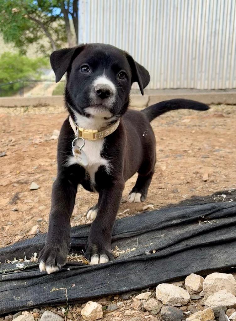 Jazz (formerly Timora), Adoptable, Puppy Female Boxer & German Shepherd Dog.