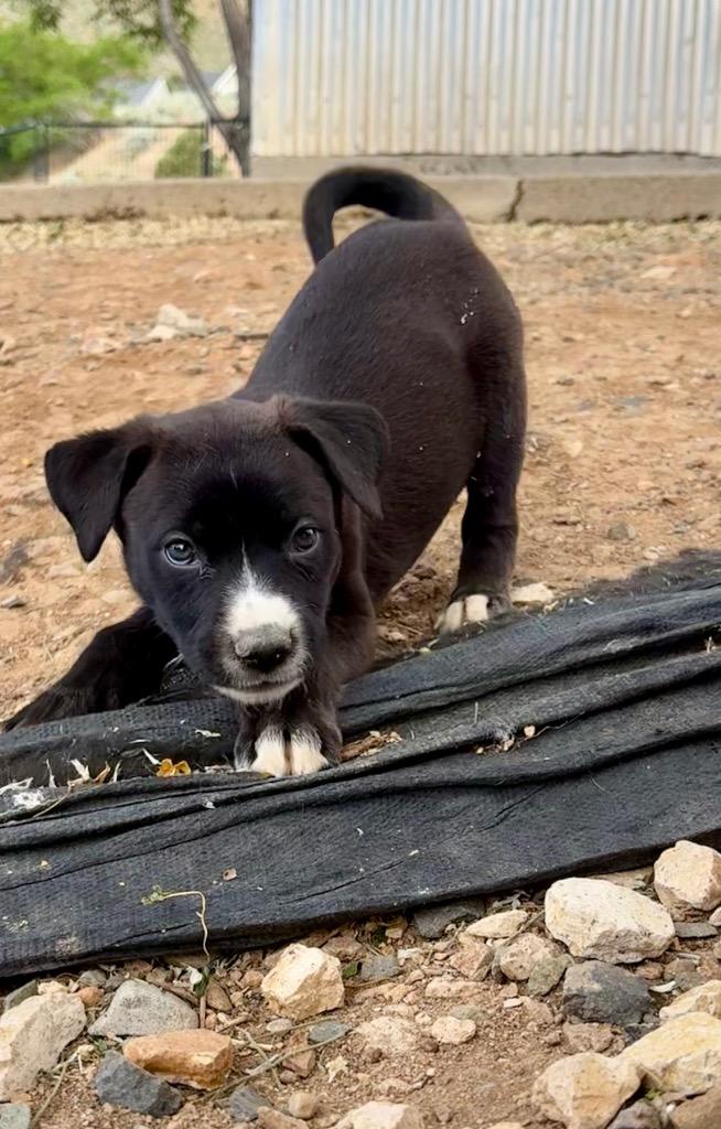 Enlarge Jazz (formerly Timora), a Adoptable mixed breed in Reno, NV image 2/6