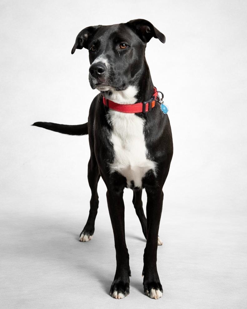 Enlarge Jazz (formerly Timora), a Adoptable mixed breed in Reno, NV image 4/6