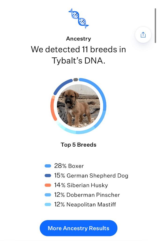 Enlarge Jazz (formerly Timora), a Adoptable mixed breed in Reno, NV image 5/6