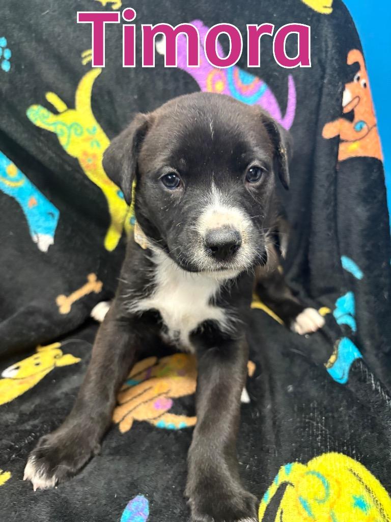 Enlarge Jazz (formerly Timora), a Adoptable mixed breed in Reno, NV image 6/6