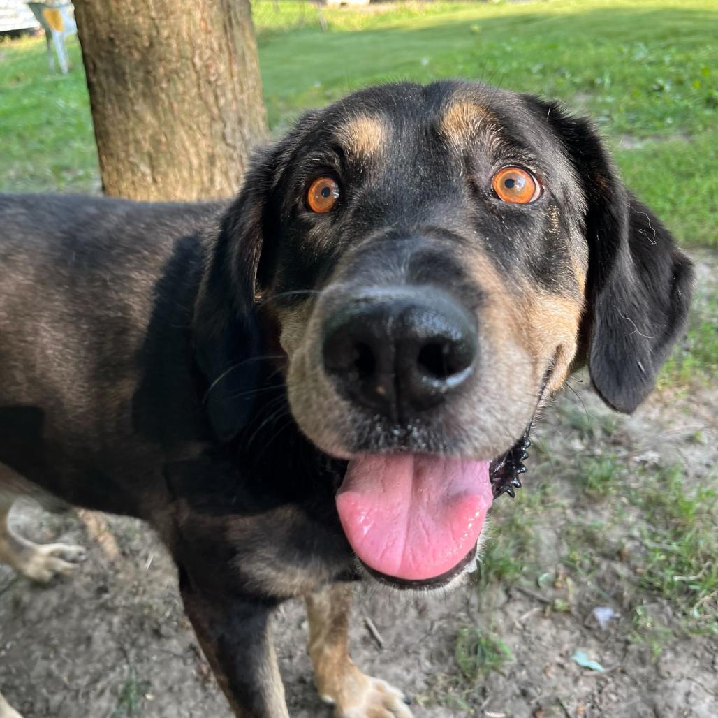 Enlarge Leo, a Adoptable Mixed Breed in Davenport, IA image 1/5
